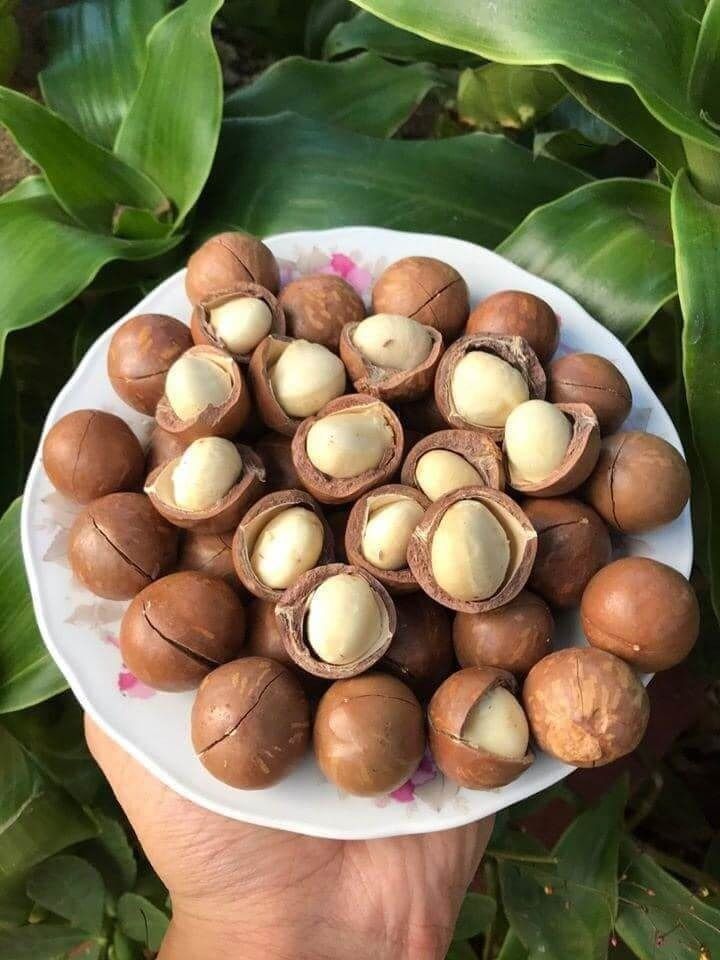 Macadamia Nuts